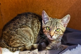 Galeria pod psem i kotem (Odc.67)