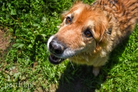 Galeria pod psem i kotem (Odc.68)