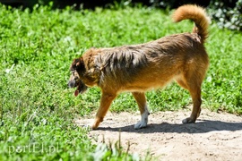 Galeria pod psem i kotem (Odc.70)