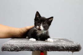 Galeria pod psem i kotem (Odc.70)