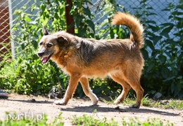 Galeria pod psem i kotem (Odc.70)