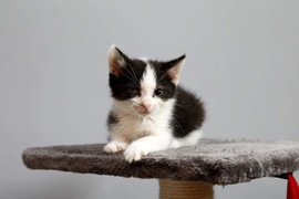 Galeria pod psem i kotem (Odc.70)