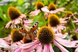 Niewielu jest takich wariatów jak ja