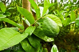 Niewielu jest takich wariatów jak ja