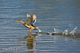 Spór o dwa kilometry kosztów