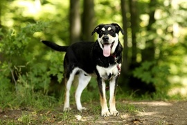 Galeria pod psem i kotem (Odc.71)