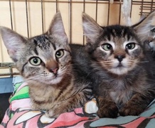 Galeria pod psem i kotem (Odc.71)