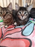 Galeria pod psem i kotem (Odc.71)