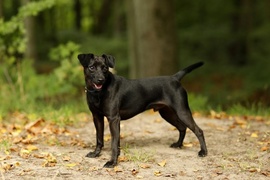 Galeria pod psem i kotem (Odc.73)