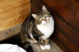 Galeria pod psem i kotem (Odc.74)