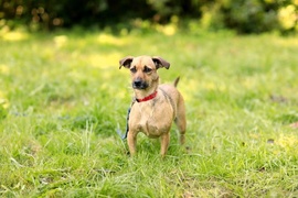 Galeria pod psem i kotem (Odc.75)