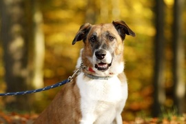 Galeria pod psem i kotem (Odc.76)