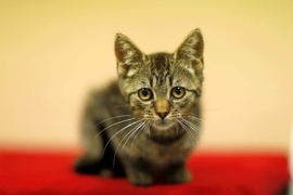 Galeria pod psem i kotem (Odc.76)