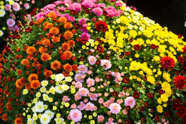 Piękne i odporne na zimno