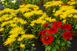 Piękne i odporne na zimno