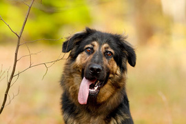 Galeria pod psem i kotem (Odc.78)