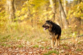 Galeria pod psem i kotem (Odc.78)