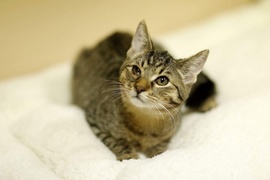 Galeria pod psem i kotem (Odc.80)