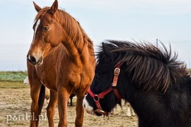 Dziś zwierzęta mają głos