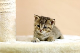 Galeria pod psem i kotem (Odc.82)