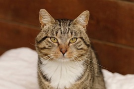 Galeria pod psem i kotem (Odc.83)