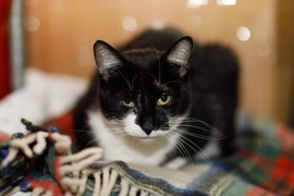 Galeria pod psem i kotem (Odc.84)