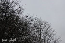 Wielkie liczenie ptaków