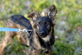 Galeria pod psem i kotem (Odc.85)