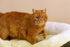 Galeria pod psem i kotem (Odc.87)