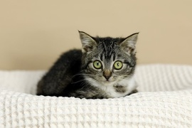 Galeria pod psem i kotem (Odc.88)