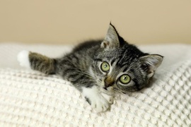 Galeria pod psem i kotem (Odc.88)