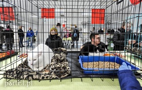 Miau, zabierz mnie do domu