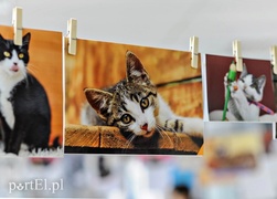 Miau, zabierz mnie do domu