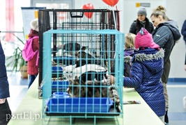 Miau, zabierz mnie do domu