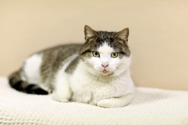 Galeria pod psem i kotem (Odc.89)