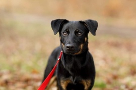 Galeria pod psem i kotem (Odc.89)