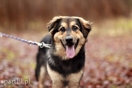 Galeria pod psem i kotem (Odc.90)