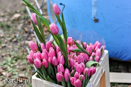 Dzień Kobiet w biegu