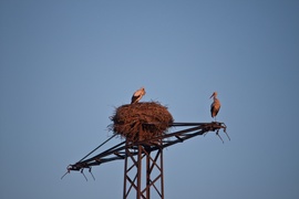 Wróciły do nas bociany! Dzisiaj mają swoje święto