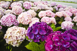 Konkurs. Piękne bratki na balkon i do ogrodu