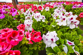 Konkurs. Piękne bratki na balkon i do ogrodu