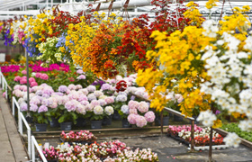 Konkurs. Piękne bratki na balkon i do ogrodu