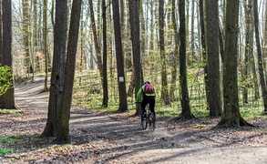 Lasy otwarte, ale bardzo suche