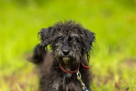 Galeria pod psem i kotem  (odc.100) 