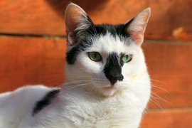 Galeria pod psem i kotem  (odc.100) 