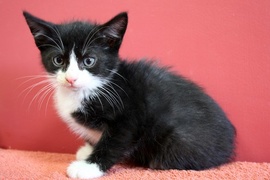 Galeria pod psem i kotem  (odc.102) 