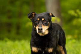 Galeria pod psem i kotem  (odc.105) 