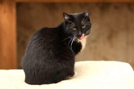 Galeria pod psem i kotem  (odc.105) 