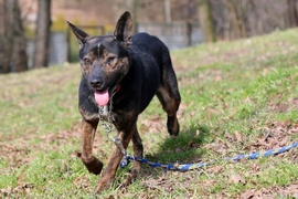 Galeria pod psem i kotem  (odc.109) 