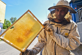 Uwaga na pszczoły przy stadionie (aktualizacja)